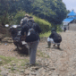 Kondisi Jalan tanah berbatu ini sangat parah menghubungkan Desa Maju Makmur dengan Desa Sumber Mulyo dengan panjang sekitar 1,5 kilometer. Warga minta perhatian Pemerintah. 